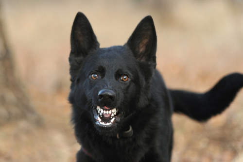 Workshop: aggressives Verhalten ggü. fremden Hunden und Menschen