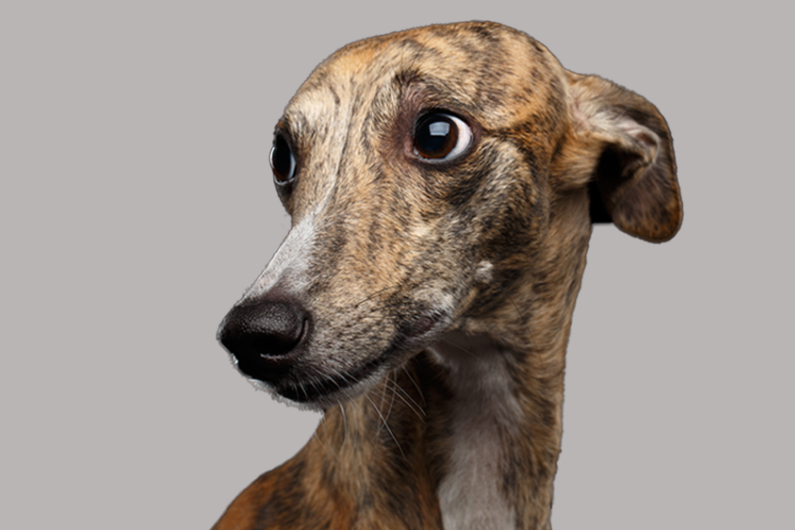 WEBINAR: Geräuschangst beim Hund (mit Aufzeichnung)