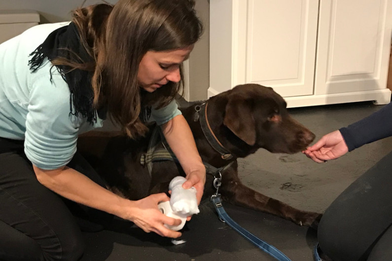 Workshop: Gesundheits-Vorsorge & 1. Hilfe für meinen Hund