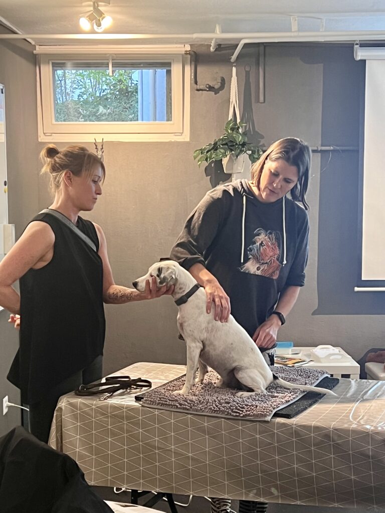 Workshop: Bewegungsapparat des Hundes – Schmerz erkennen