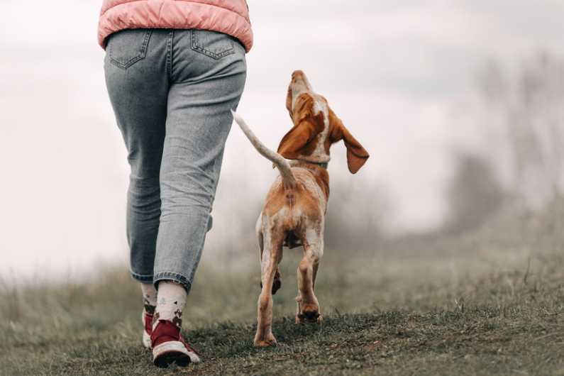 Workshop: Einfach brav! Gewaltfreies und effizientes Training mit jungen Hunden