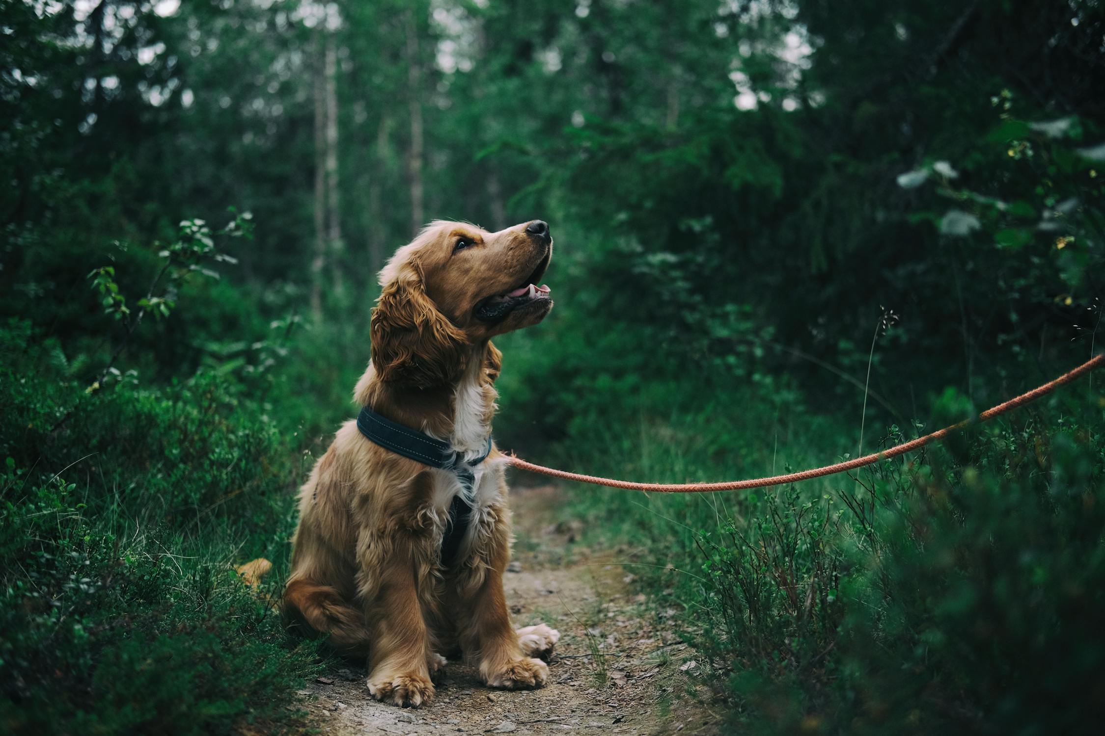 Nutrition 201: Feeding Your Dog a Balanced Diet